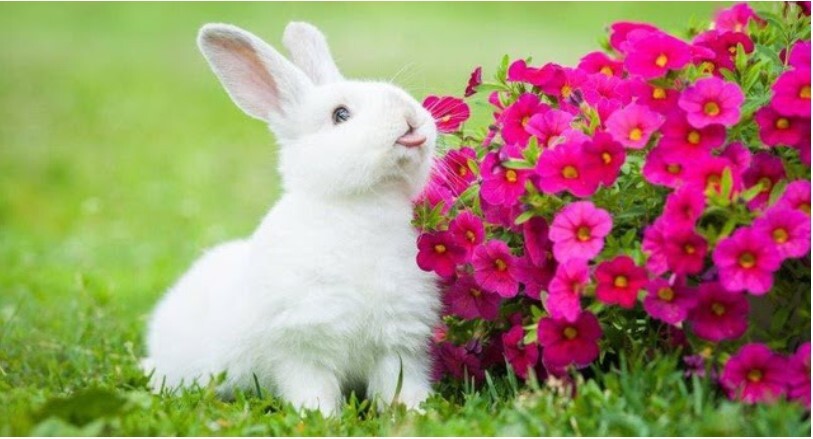 Mơ thấy thỏ có phải điềm tốt?